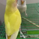 للبيع روز عيون حمر اصفر وليموني