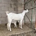 عنز بيشيه
