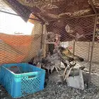 دجاج بكستاني