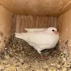 حمام فرنسي فراخة فرنسي