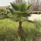 نخل للبيع زينه واشنطني للفلال والاستراحات