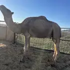جمل احمر