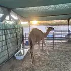 قعود تربيه