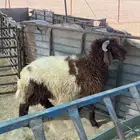 خاروف ذبيحه