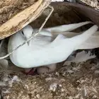 حمام فرنسي مقارب 100 جوز عشه وحدهه