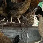 دجاج عربي
