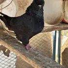 حمام كنق