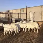 شياه حرية رغايث