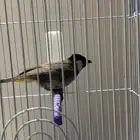 حسون مغرد وبلابل كشميري مغرد وبلابل عايديه تغرد وجوز بادجي