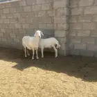 حريه متبع