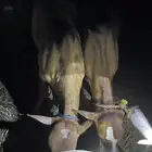 حسلان كفو اعمارها 4الى 5شهور لونها حمر التصوير ضالمها والله
