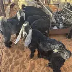 تيوس عوارض للبيع