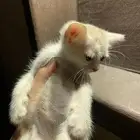 قط للتبني