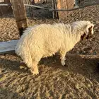 خروف 7 شهور مغلق تممم البيع