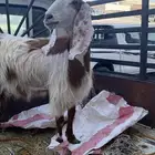 عنز جما دافع شرط