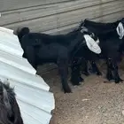 ذبائح تيوس عوارض مخاصي