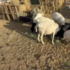 برابر سمان وطيبه تريبة اكثر من 4 شهور