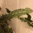 سحليه سحالي للبيع الحجم في الصغيره والكبيره على السوم