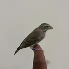ياسمين مكس