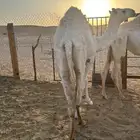 بكره مفروده سمين مغلقه