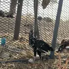 فروجات سندي