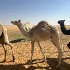 قعود اصيل للبيع على مبلش بعير الأمير