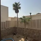 للبيع شجر واشنطني
