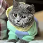 بدي قط للتبني يكون صغير