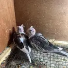 فروخ كروان غر