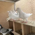 حمام فرنسي تم البيع