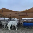 خروف مشروع فحل