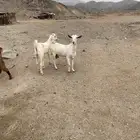 معزا بيشيه مع بنتها.