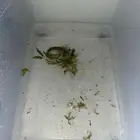 شريمب للبيع