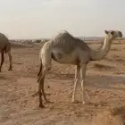 بكره عمره 9 شهور