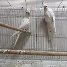 جوز كروان البينو