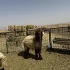 طليان مشاريع فحول نعيم