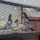 فروخ تيدي اساس