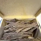 عود نقلاند طبيعي 100