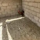 ديك ترثثثه