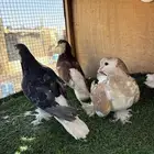 حمام شيرازي