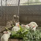ارانب فرنسي