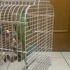 بغباء الدرة