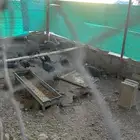 دجاج حبشي صنف