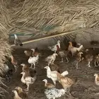 دجاج بلدي وفيوم العمر اربع شهور