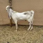 تيس هولندي فحل جذع