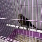 كنيور قرين شيك ذكر