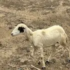 نعجة وولدها فرير
