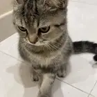 للبيع قط ذكر عمره 4 اشهر