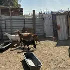 للبيع اربع ماعز دفع مع فحلها