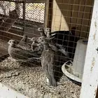 طبات قمري اقميري